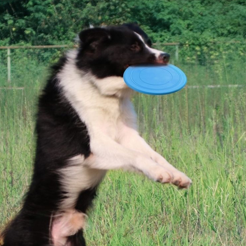 จานร่อนซิลิโคนสำหรับสัตว์เลี้ย - Frisbee Freestyle Disc บทวิจารณ์และราคา